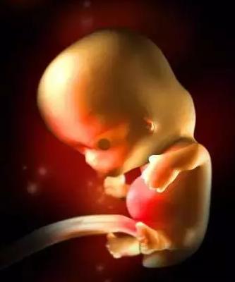 生命的由来胚胎发育全过程动画,生命发育的过程