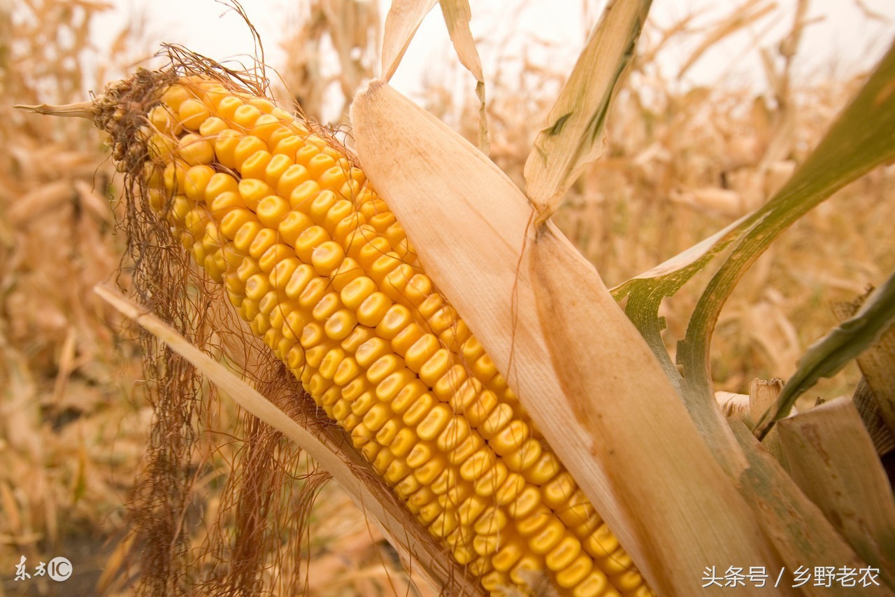 2021玉米收割机一亩地多少钱,今天玉米收割机价格多少钱一台