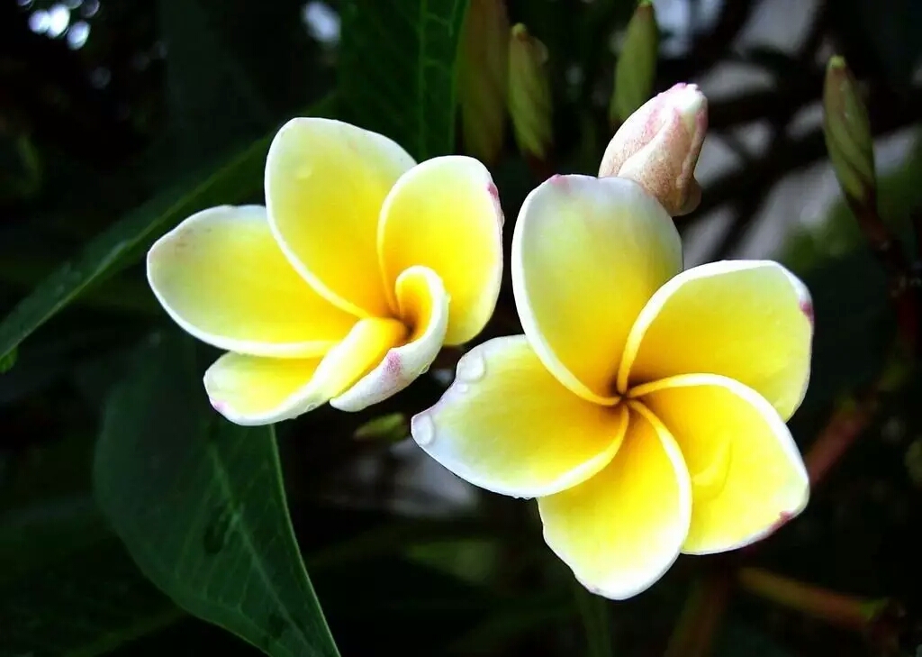 各国的国花有哪些,各国的国花及其象征意义