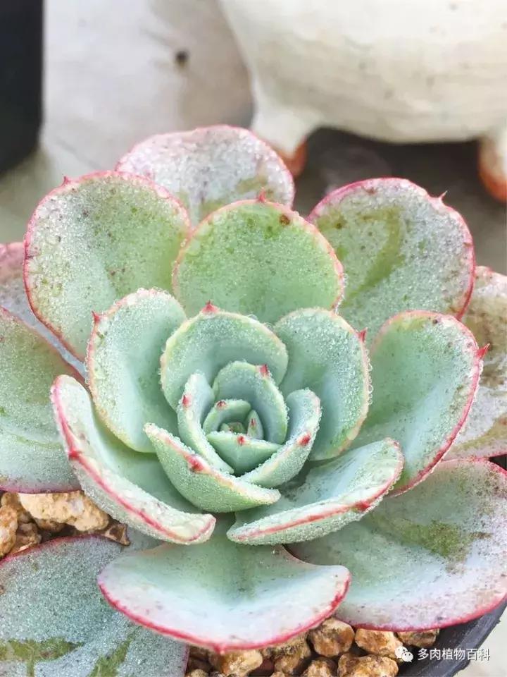 多肉吸收露水会长得更好吗,露养多肉有露水怎么办
