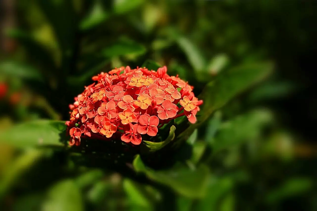 各国的国花都是什么花,不同国家的国花及其象征意义