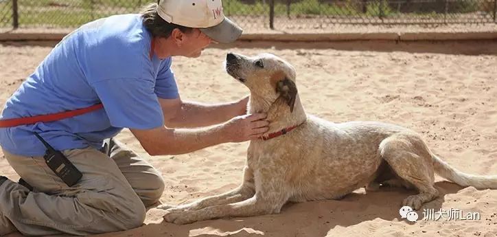 怎么训练不听话的狗狗,狗狗不听话怎么办小视频