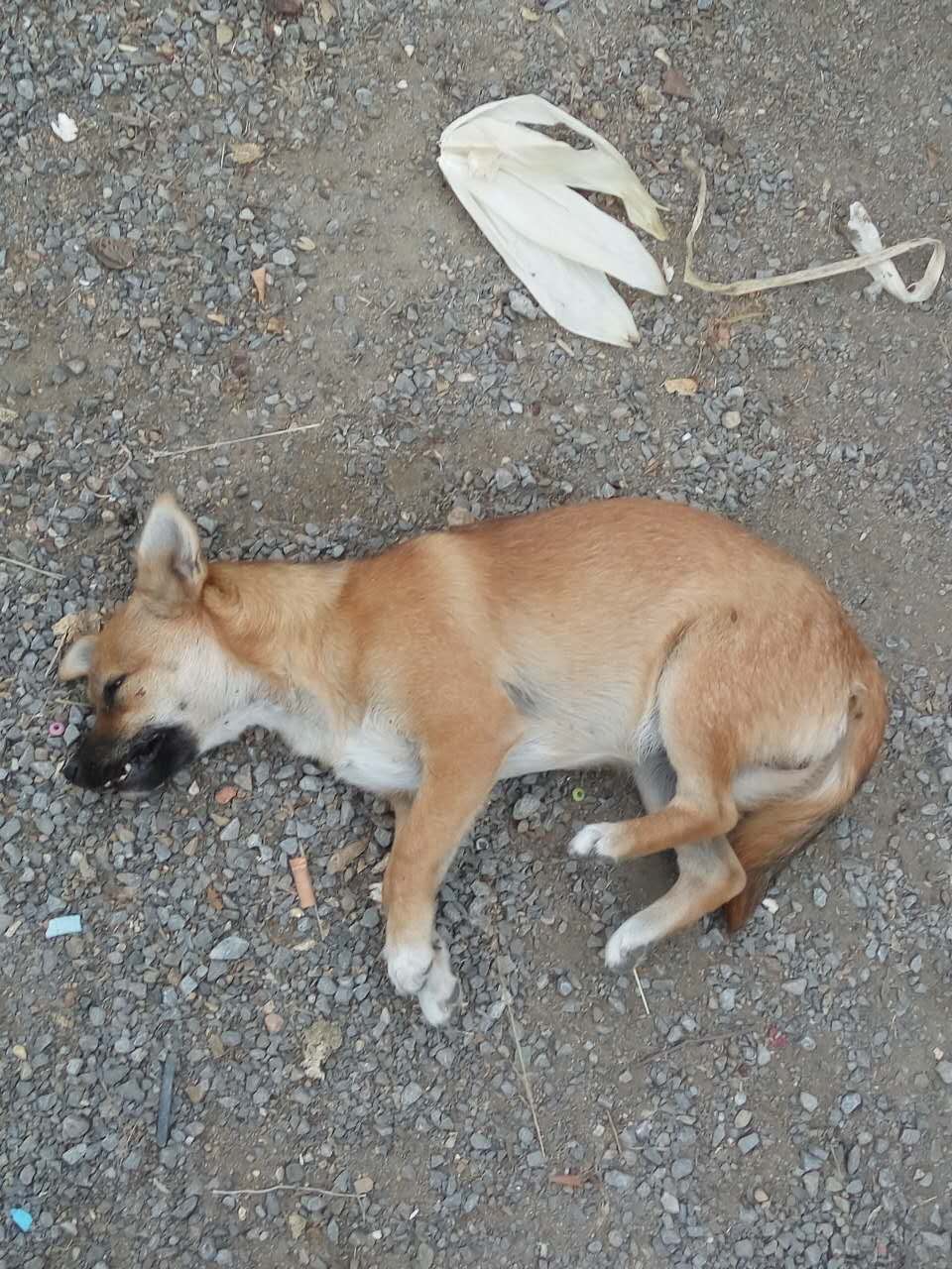 五岁的泰迪狗犬突然死了什么原因,泰迪狗突然尖叫随后死亡