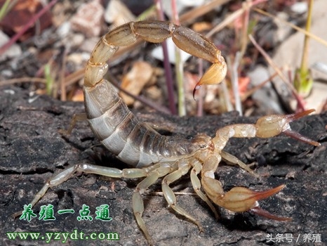 蝎子养殖的五要素,蝎子正确的养殖方法