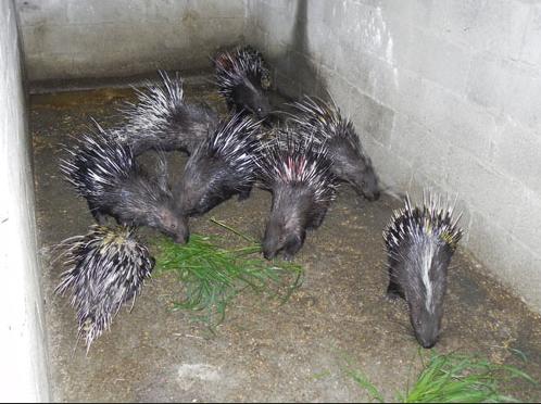 豪猪养殖骗局血本无归视频,福建豪猪养殖骗局曝光