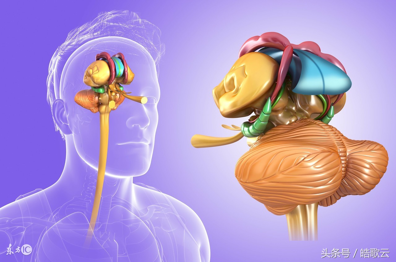 身体器官的英语词汇,成年人英语词汇