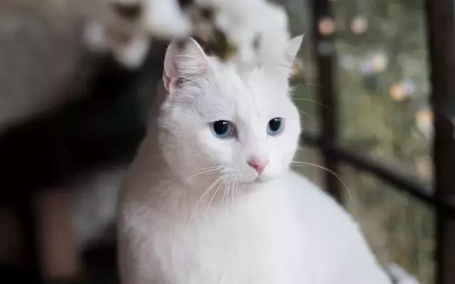 猫咪走丢两天回来无精打采只喝水,猫咪走丢了怎么办怎么找也找不到