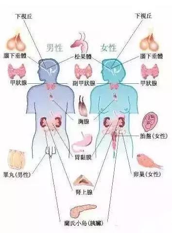 荷尔蒙家族说：“你想青春常在还得靠我！”