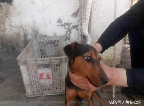 最新太仓猎犬出售,中华名猎犬