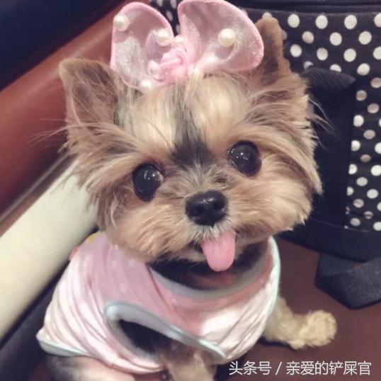 比较萌的大型犬萌狗排行榜,十大最萌的小型犬