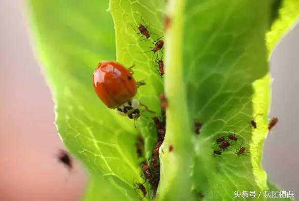 农田益虫,田间益虫到底有多可怕