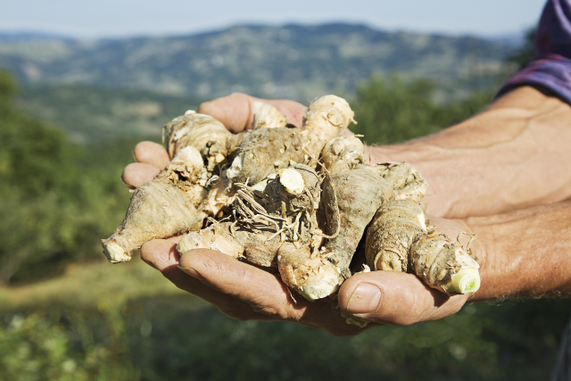 生姜红枣枸杞红糖水的作用与功效,生姜大枣红糖水有什么功效和作用