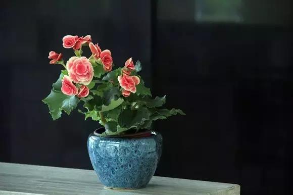 花卉摆放位置有讲究,风水上可以招财的花卉植物