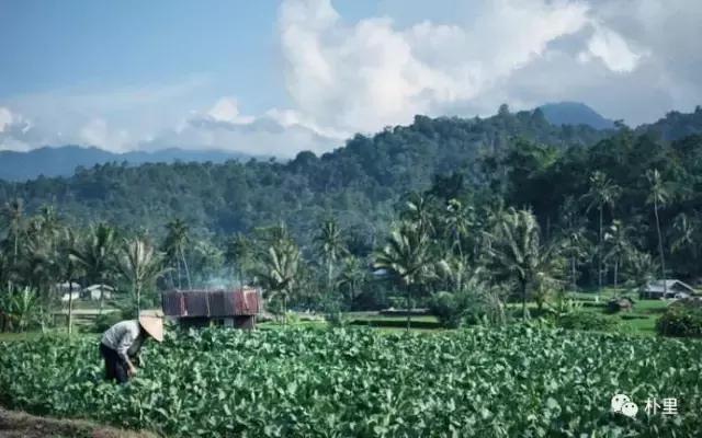 猫屎咖啡的由来和传说,传说中的猫咪咖啡