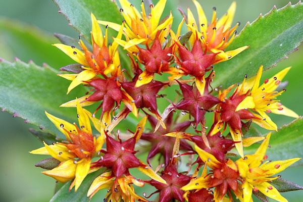 三七是每个人都能喝吗,坚持服用三七给你带来16大改变