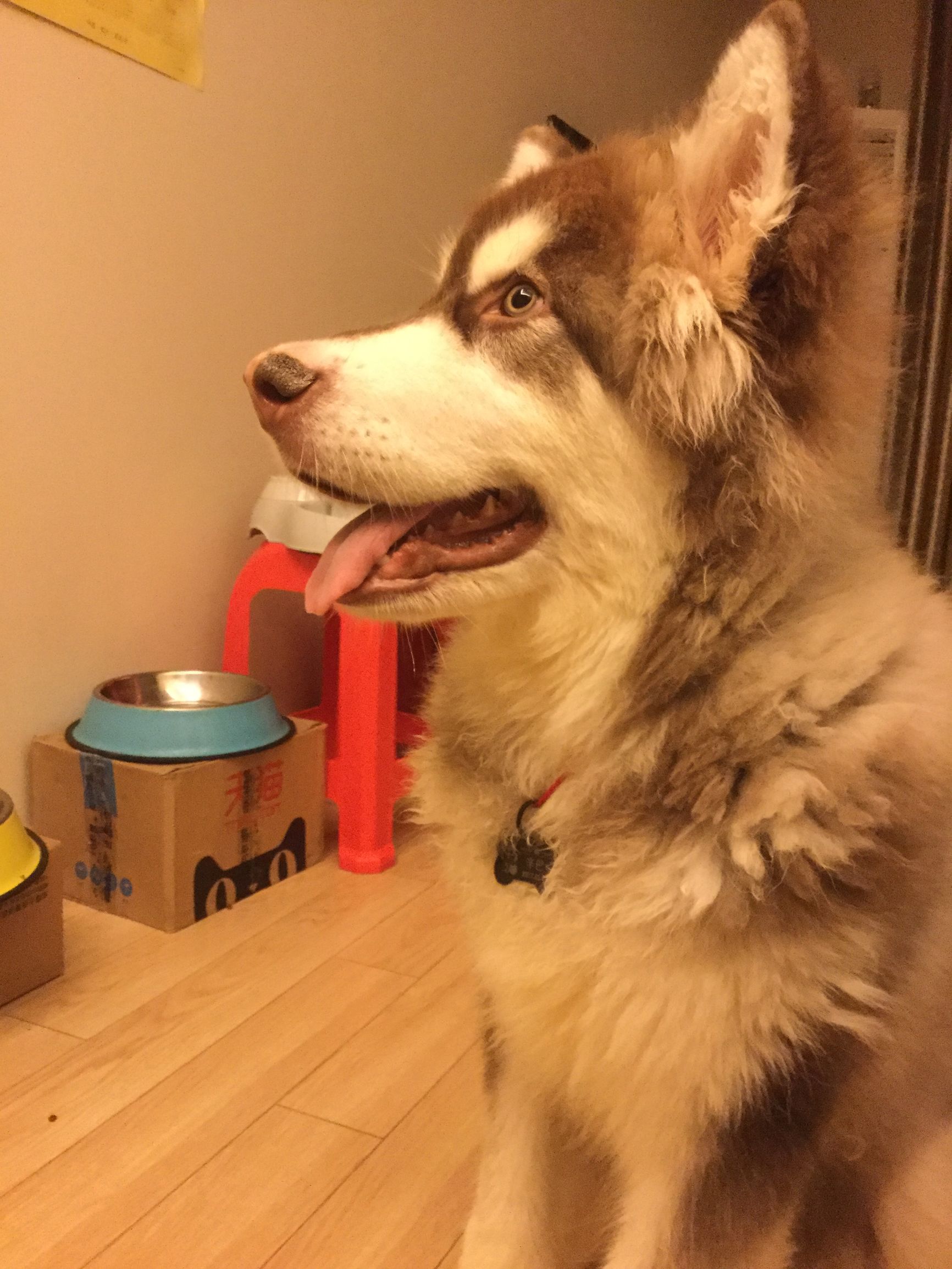 犬瘟出现肚子抽搐怎么治疗,犬瘟加细小治疗费用大概多少