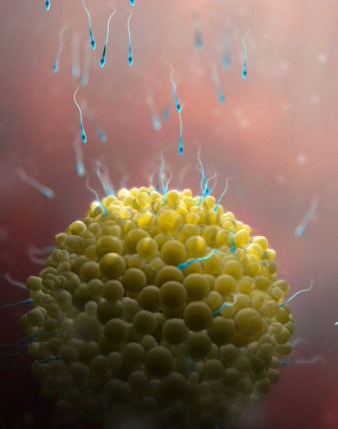 这组高清3D图，带你了解胎宝宝1-40周生长发育全过程