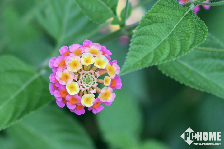 尼康d850全画幅高端相机怎么选,尼康全画幅单反d850