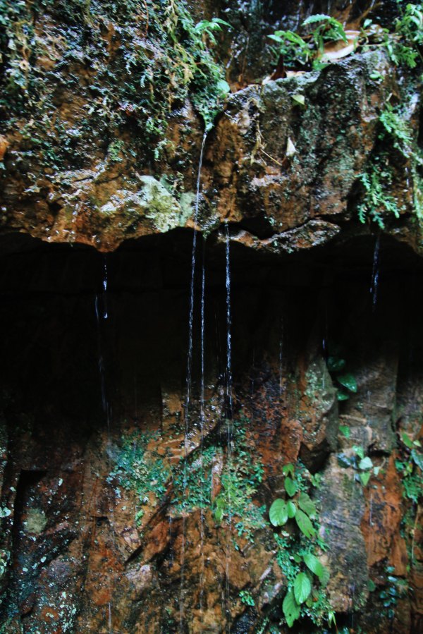 横县茉莉花之乡中华茉莉园,欢迎来到广西横县茉莉花之乡