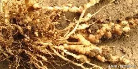 怎样防治蔬菜根结线虫病,阿维菌素防治根结线虫