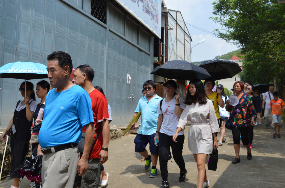 福建平和蜜柚熟啦,五寨乡蜜柚