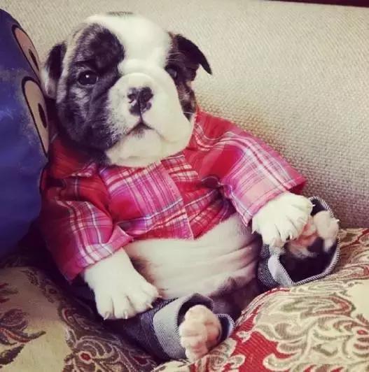 英斗受到惊吓一直哈气,英斗吃饭太兴奋