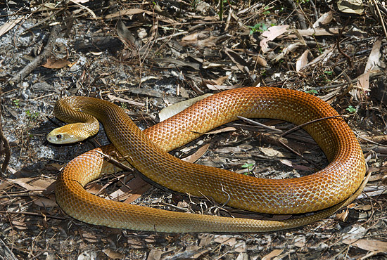 世界十大毒蛇之一的太攀蛇，在陆地毒蛇中毒性排名第三！