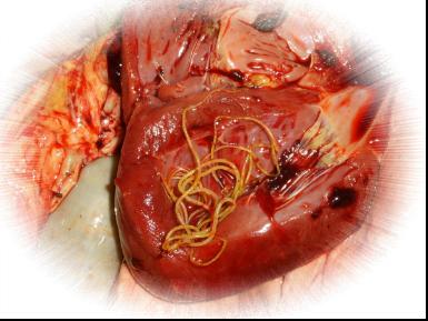 犬寄生虫病用什么药,犬心丝虫病怎么驱虫