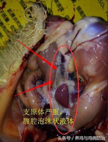 散养鸡支气管堵塞,养鸡堵肺