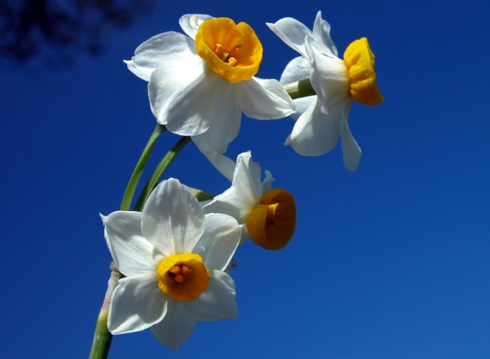 漳州的这朵“仙花”,占领全国98%的市场,经常在春晚“出镜”