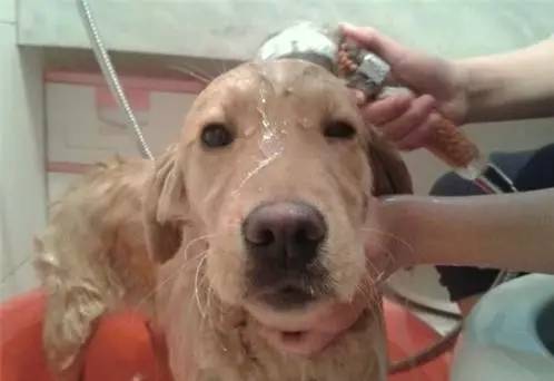 狗眼睛周围红肿发炎,狗眼睛发炎红肿用什么药