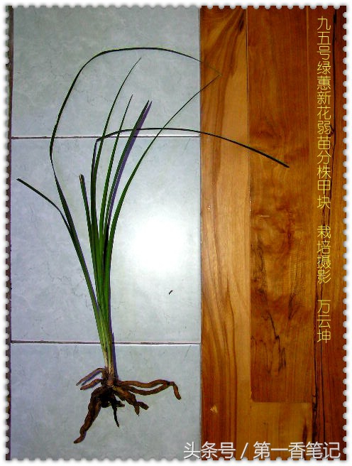 植金石与赤玉土养兰哪个好,珍珠岩和植金石哪个适合养兰