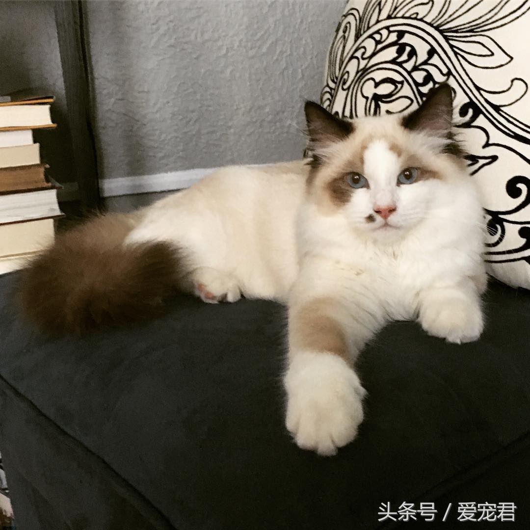 猫咪背朝下趴桌子,猫咪好奇心拉舌头