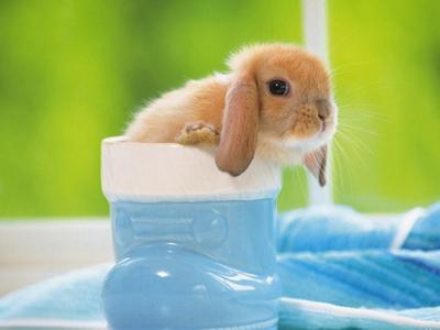 十二星座的开运宠物白羊座,12星座最适合养什么宠物