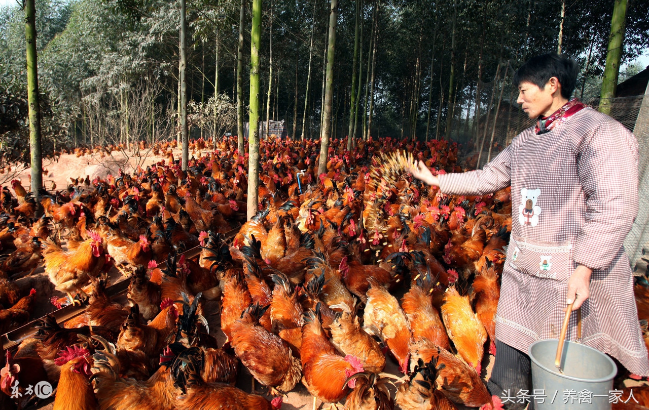 养鸡拉稀可以断水吗,养鸡过程中十大常见病你知道几种