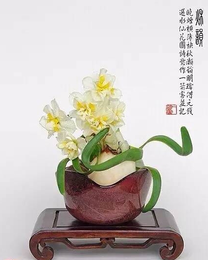 漳州的这朵“仙花”,占领全国98%的市场,经常在春晚“出镜”