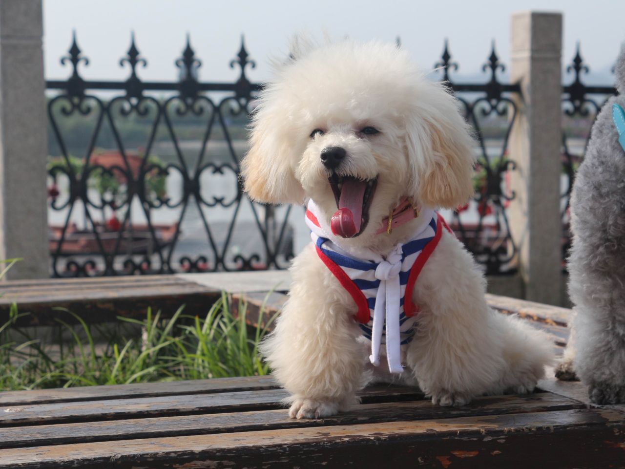 泰迪狗能吃咸,泰迪狗可以吃盐吗