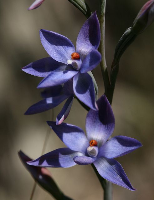 兰花寓意坚强象征着高洁傲骨之风,兰花代表怎样的高洁品质