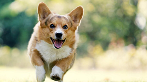 想养一只柯基的视频,想养个柯基多少钱