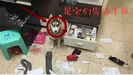 纯种二哈特征,怎么辨别纯种二哈