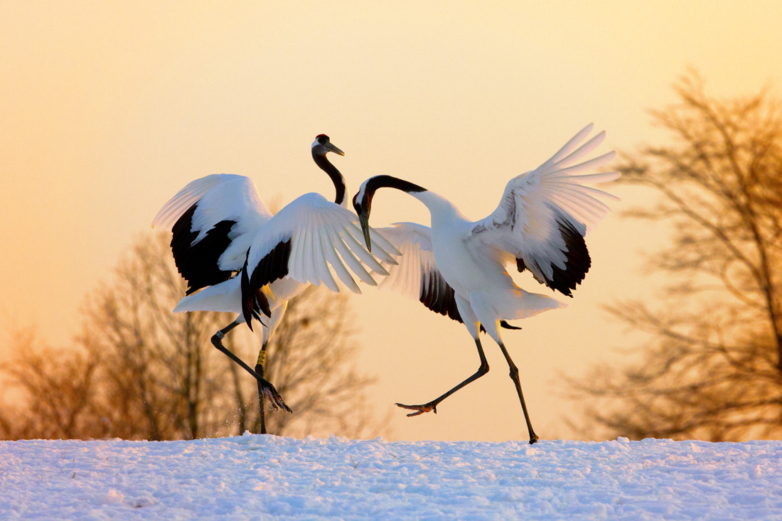 一个真实的故事原创,一个真实的故事有几个版本