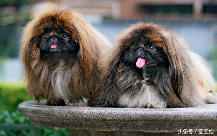 北京名犬京巴犬,皇室的北京犬