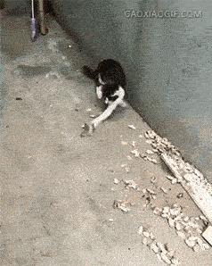 鱼，鱼，我的鱼呢？