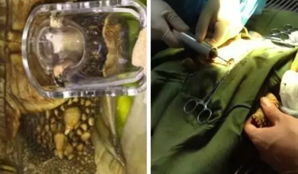 有哪些陆龟是可以养的,陆龟到底要不要排酸