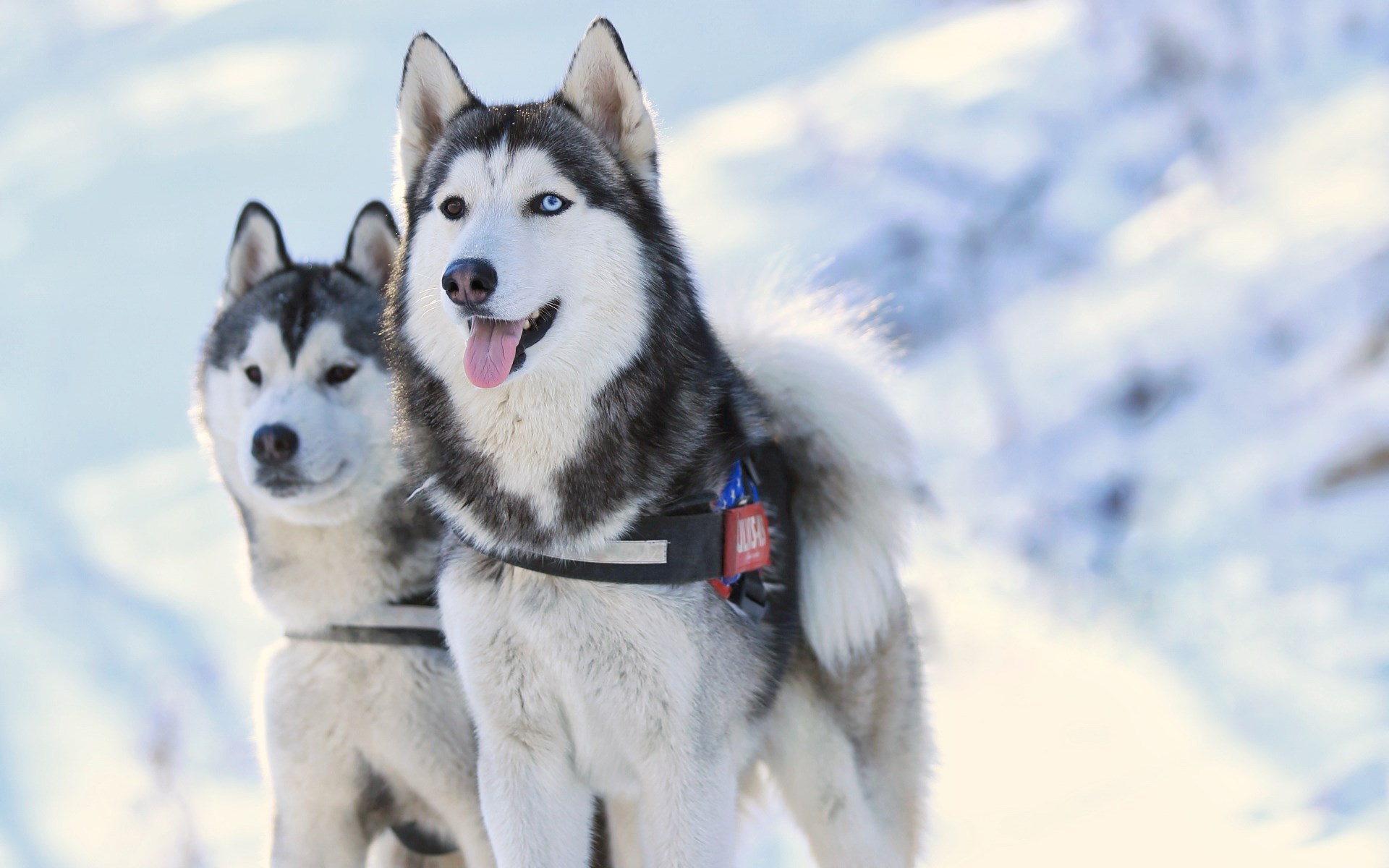 纯种二哈特征,怎么辨别纯种二哈