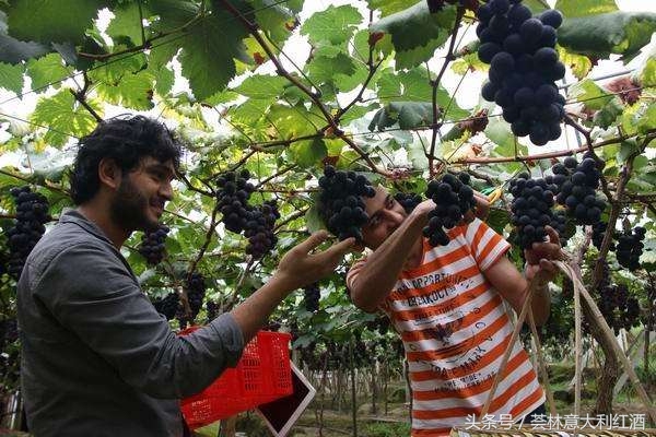 特丽至尊梅洛红,意大利甜红葡萄酒性价比