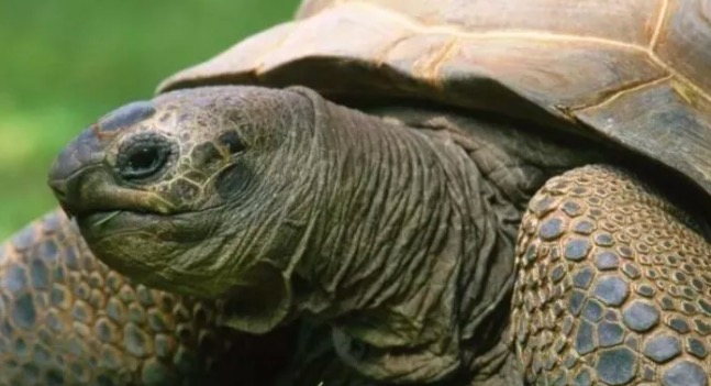 有哪些陆龟是可以养的,陆龟到底要不要排酸