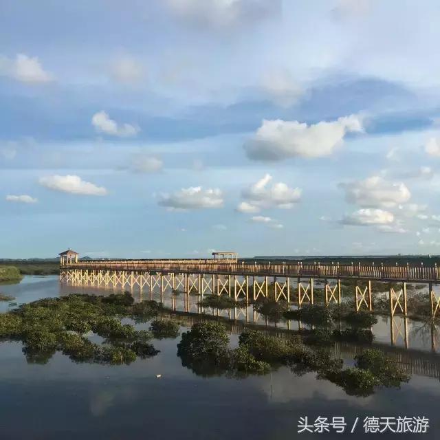 防城港的这片红树林，国庆要搞事情了，等你来撩~