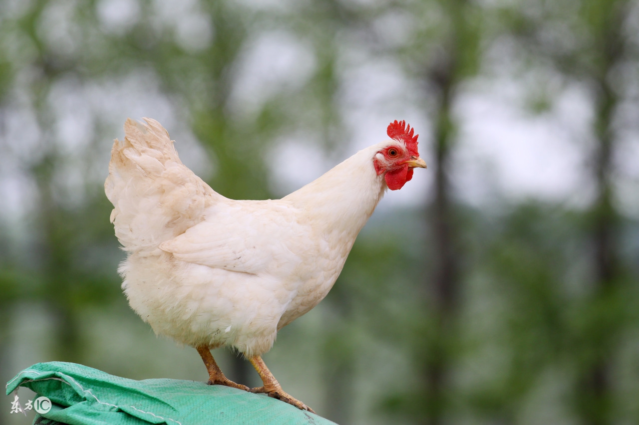 新手养鸡养蛋鸡还是肉鸡效益好,养鸡创业养蛋鸡的真实感受