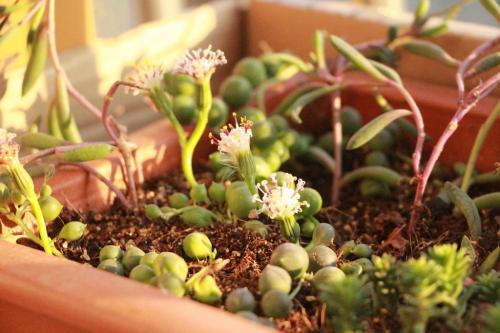 三七粉能祛老年斑吗,三七粉能治老年斑吗